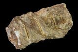 Fossil Fish (Ichthyodectes) Vertebrae - Kansas #136468-2